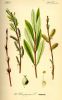 Baum Blatt Frucht von Salix purpurea
